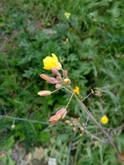 Diplotaxis tenuifolia