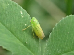 Neocoelidia tumidifrons