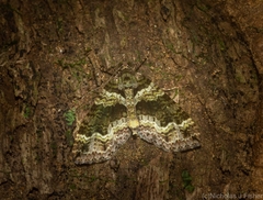 Crasilogia gressitti