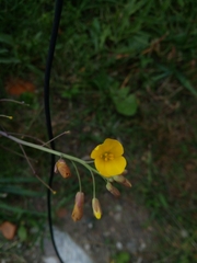 Diplotaxis tenuifolia