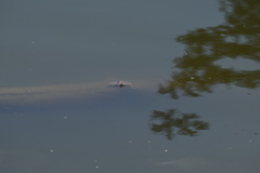 Graptemys ouachitensis