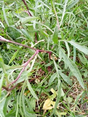 Diplotaxis tenuifolia