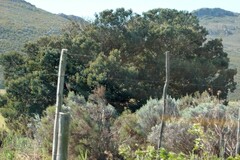 Dicerothamnus rhinocerotis