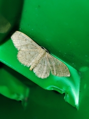 Idaea aversata