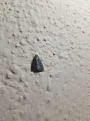 Noctuoidea