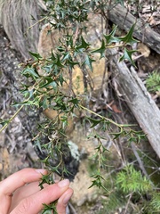 Podolobium ilicifolium