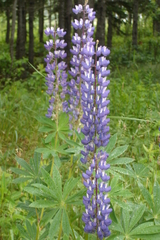 Lupinus polyphyllus