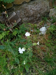 Silene latifolia