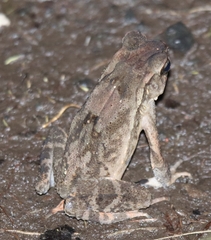 Ingerophrynus celebensis