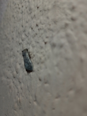 Noctuoidea