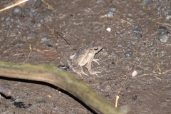 Ingerophrynus celebensis