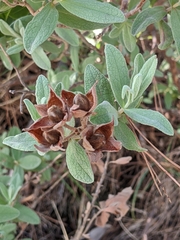 Cistus albidus