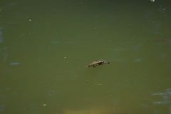 Graptemys ouachitensis