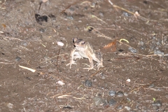 Ingerophrynus celebensis