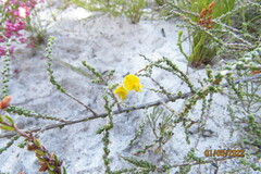 Aspalathus microphylla