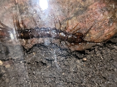 Lithobiomorpha