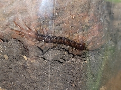 Lithobiomorpha