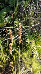 Elegia fistulosa