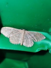 Idaea aversata