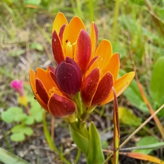 Baeometra uniflora