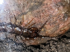 Lithobiomorpha