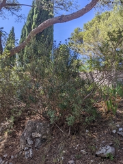 Cistus albidus