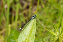 Ischnura heterosticta