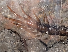 Lithobiomorpha