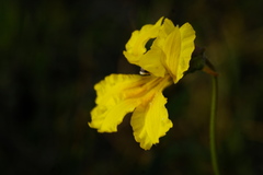 Goodenia arguta