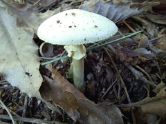 Phalloideae