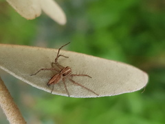 Oxyopes gracilipes