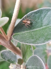 Oxyopes gracilipes