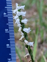 Spiranthes tuberosa