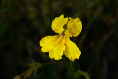 Goodenia arguta