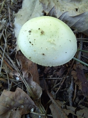 Phalloideae