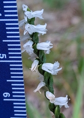 Spiranthes tuberosa