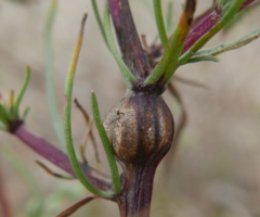 Lasioptera artemisiae