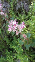 Pelargonium cordifolium