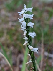 Spiranthes tuberosa