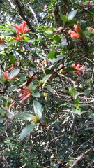 Burchellia bubalina
