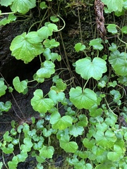 Hydrocotyle hirta