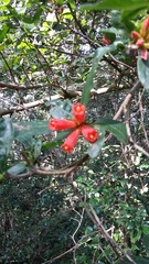 Burchellia bubalina