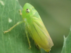 Neocoelidia tumidifrons