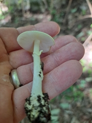 Phalloideae