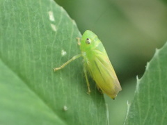 Neocoelidia tumidifrons