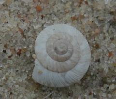 Helicigona lapicida