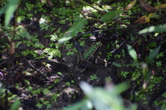 Lithobates sphenocephalus