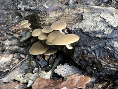 Agaricineae