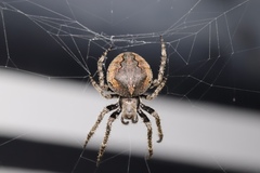 Araneus