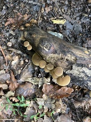 Agaricineae